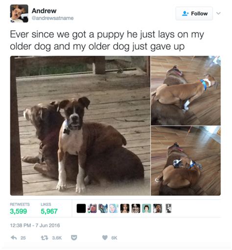 100 Hilarious Tweets About Dogs Thatll Definitely Make You Laugh Funny