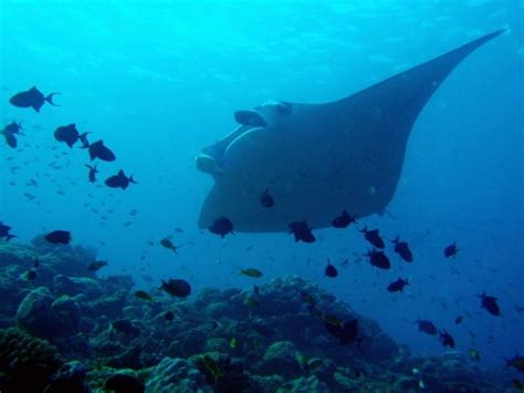 Manta Ray Facts And Information Divezone Marjolein