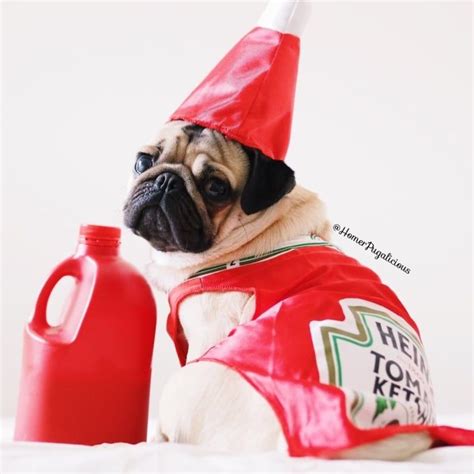 This Pug Has The Most Adorable Halloween Costumes Pugs Halloween