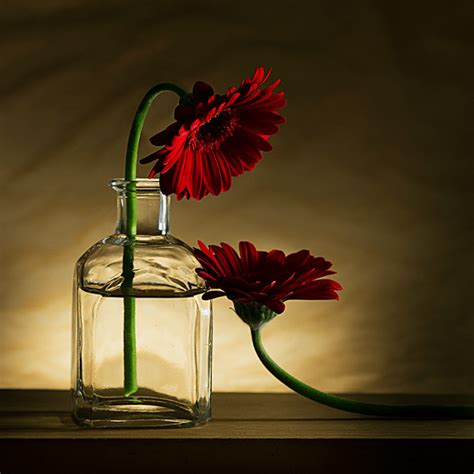 35 Best Examples of Still Life Photography | Browse ideas