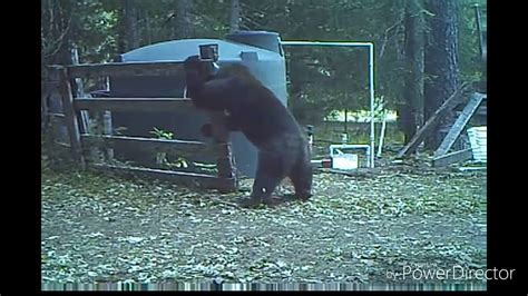 Male Bear Gets Slapped In Nuts Youtube
