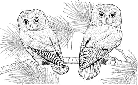 Hard Owl Coloring Pages