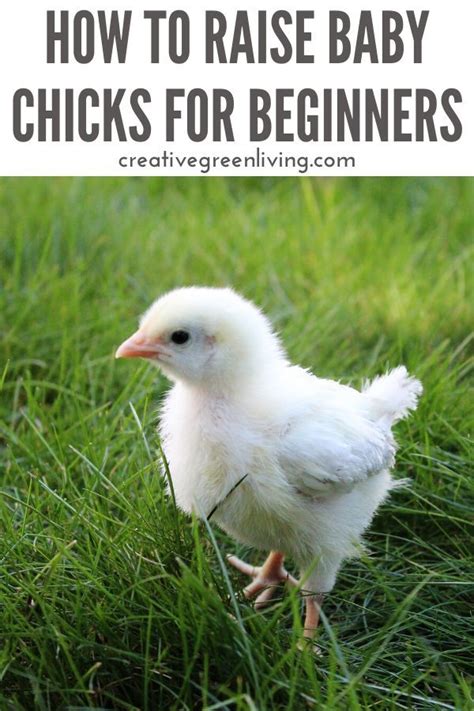How To Raise Chicks A Step By Step Guide For Raising Baby Chicks At
