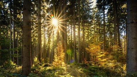 Wallpaper Forest Trees Sun Rays Glare Autumn 3840x2160 Uhd 4k