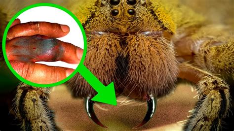 10 Most Venomous Spiders In The World Youtube
