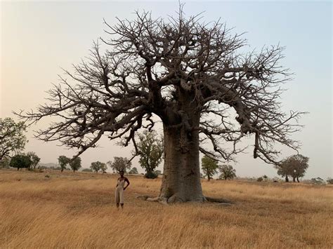 baobab the great grandmother of all trees — livingtheancestralway