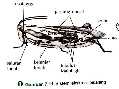 Materi sistem saraf pada hewan mulai dipelajari pada mapel ipa smp/mts dan biologi sma/ma. Gambar Sistem Saraf Hewan Vertebrata Avertebrata Definisi Struktur Otak Invertebrata Gambar di ...