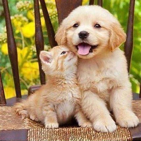 Pin By Charo Duro On Animals Cute Puppies And Kittens Kittens And