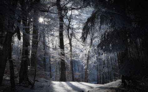 Wallpaper Sunlight Forest Nature Snow Winter Ice Freezing