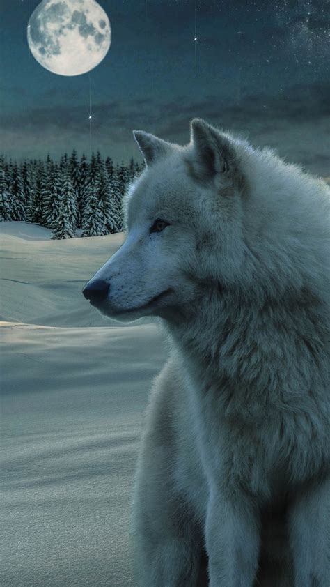 Animal White Wolf Standing On Snowy Mountain With Background Of Moon
