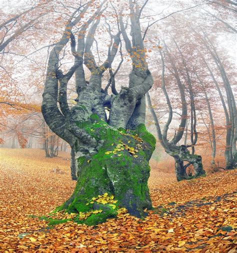 Beech Forest In Autumn Stock Image Image Of Outdoors 87825725