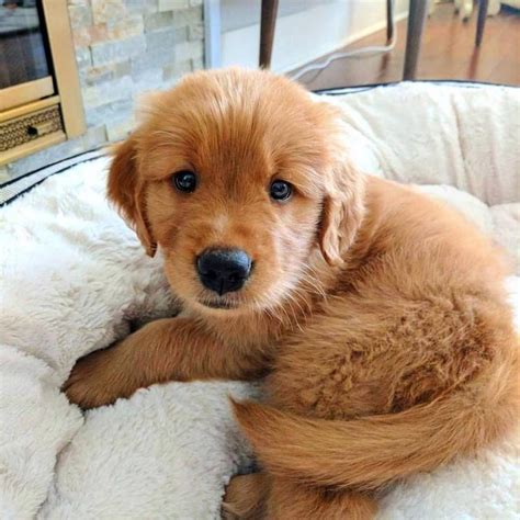 Purebred Golden Retriever Puppies For Sale For Sale Adoption From