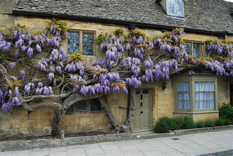 Wisteria Cottage Broadway The Cotswolds Wonderful 16th C Flickr