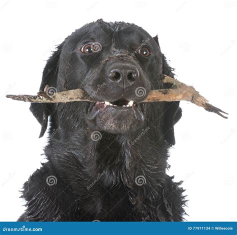 Dog Retrieving A Stick Stock Photo Image Of Isolated 77971134