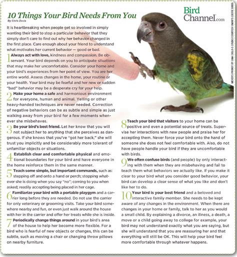 Parrotlet Information Care Breeding Pet Birds Conure Parrots Bird