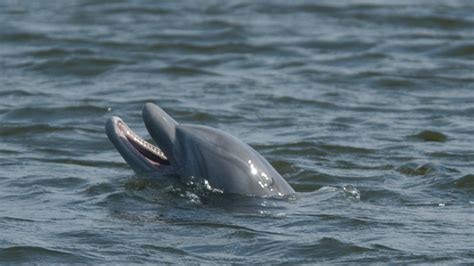 Mean Dolphin In Louisiana Lake Deemed Dangerous Abc News