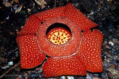 We did not find results for: Rafflesia Arnoldi, Si Bunga Raksasa dari Tanah Sumatera ...