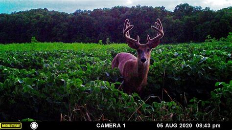 Scouting And Patterning Whitetail Deer The Early Game Chapter 1