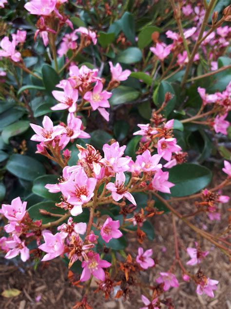 Rhaphiolepis Apple Blossom A Neat Rounded Evergreen Shrub With Pink