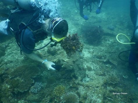 Currently i am heading project control department in my company and supervised a cost engineer, a contract specialist and document controller. Kota Kinabalu Dive Rangers - Marine Research Foundation