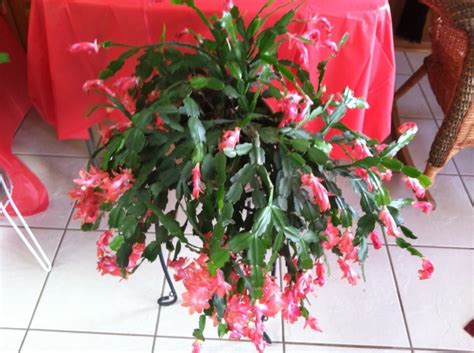 A cactus (plural cacti, cactuses, or less commonly, cactus) is a member of the plant family cactaceae, a family comprising about 127 genera with some 1750 known species of the order. A Christmas Cactus in Boom at My Barber Shop | Christmas ...