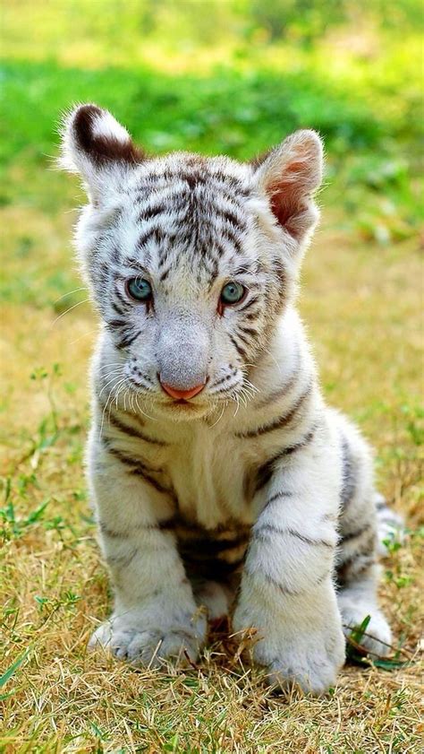 Baby White Tiger Animals That I Love Pinterest 아기 호랑이 백호 및 호랑이