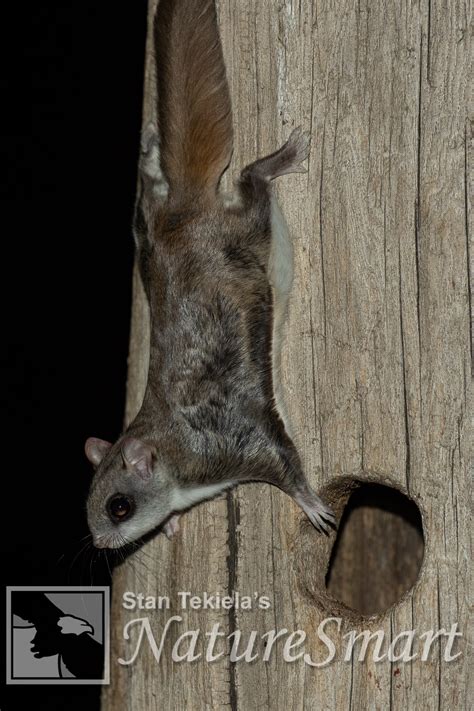 Southern Flying Squirrel At Nest Cavity Taken In Southern Mn In The
