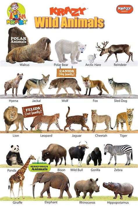 This animal has a very few photographs. Krazy Wild Animals Chart Manufacturer & Manufacturer from ...