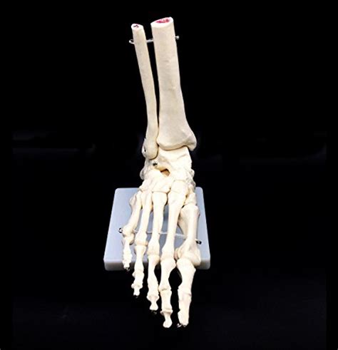 Buy Human Foot Skeleton Model On Base Foot Life Size For Science