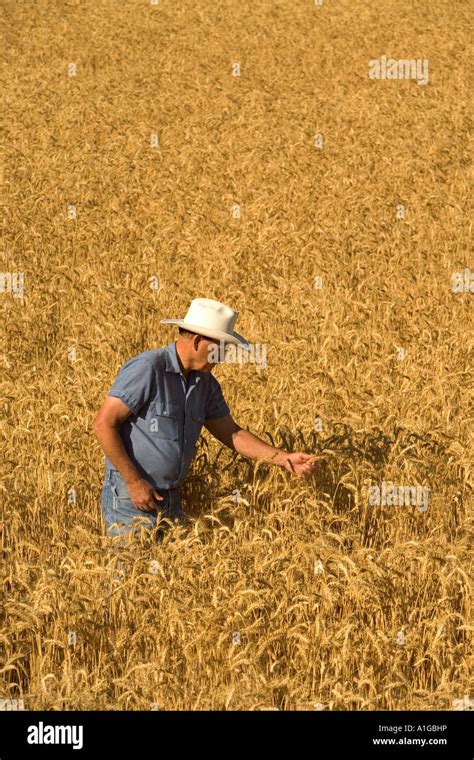 Farmer Inspecting Mature Wheat Field Stock Photo Alamy