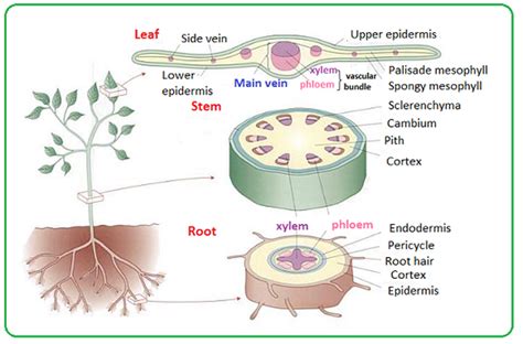 Distribution Of Xylem And Phloem In Roots Stems And