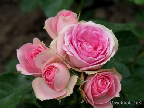 Mimi Eden Meiptipier Розы Комнатные цветы Цветы