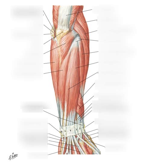 Forearm Muscles Posterior View Superficial Layer Diagram Quizlet