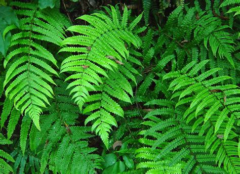 feather fern flickr photo sharing