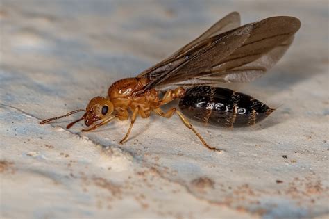 Formiga rainha coquetel alada fêmea adulta do gênero crematogaster