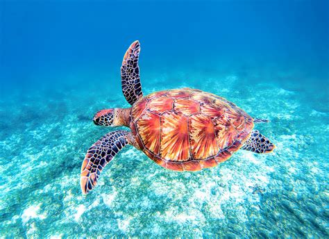 Sea Turtle Fly By Green Sea Turtle Sea Turtles Photography Turtle