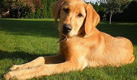Goldador Golden Retriever Labrador Mix Im Rassen Portrait
