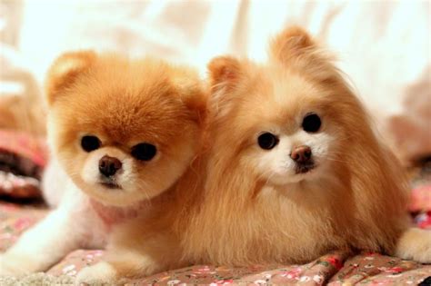 As 7 raças de cachorros mais fofos do mundo Cåes Cães Animais e