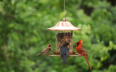 How To Attract Birds To Your Yard In 9 Steps Stauffers 2022