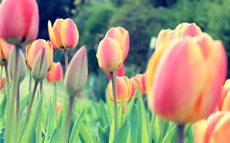 Fondos De Pantalla Flores Plantas Tulipanes Países Bajos Tréboles