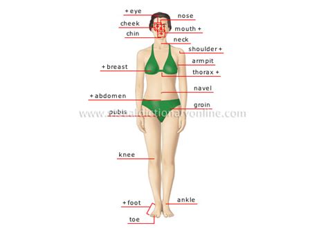 Conseves body water or eliminates excesses. HUMAN BEING :: HUMAN BODY :: WOMAN :: ANTERIOR VIEW image ...