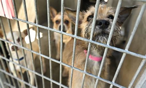 Palm Beach County Animal Shelters In Crisis As People Give Up Pets