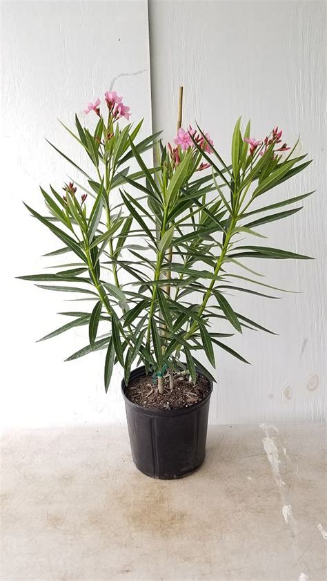 Nerium Oleander Calypso Oleander Plantvine