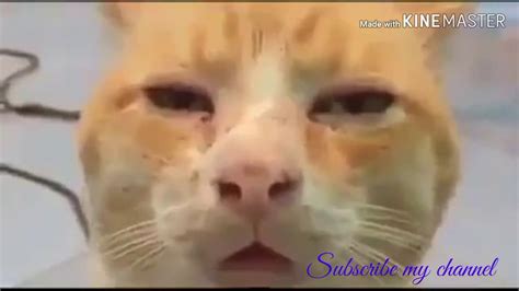 Cat Funny Reaction Youtube