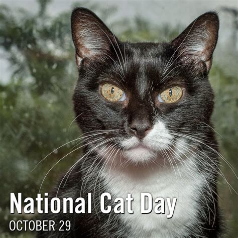 Feline Rescue Cat Tales National Cat Day Is October 29
