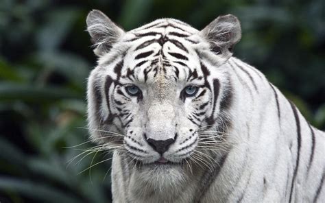 White Tiger Wallpapers Animal Hq White Tiger Pictures 4k Wallpapers