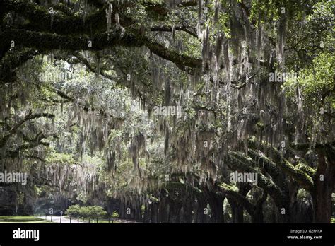 Southern Live Oak Trees Covered In Spanish Moss Charleston South