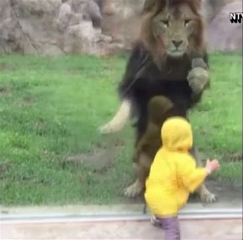 Shock Moment Lion Tries To Pounce On Little Boy But Slams Into The