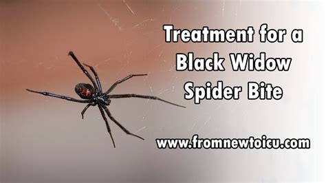 Black widow spider bites tend to cause pain right away. Black Widow Bite Treatment — From New to ICU