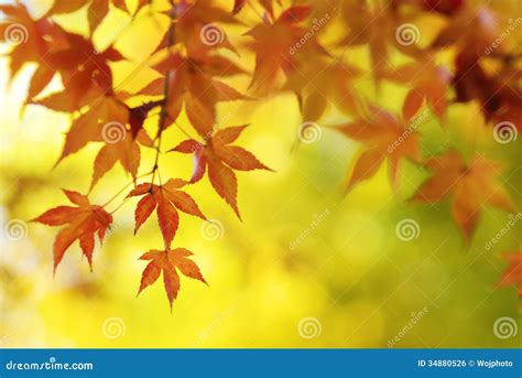 Colorful Japanese Maple Tree Leaves Background Stock Photo Image Of